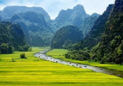 Rijstvelden in Ninh Binh