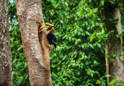 Neushoornvogel