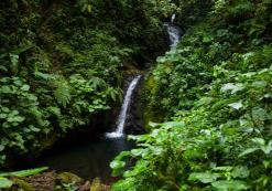 Waterval in Monteverde nevelwoud