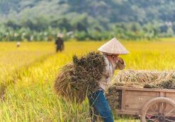 Mai Chau