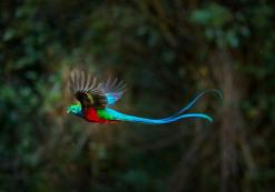 Prachtige Quetzal in San Gerardo de Dota