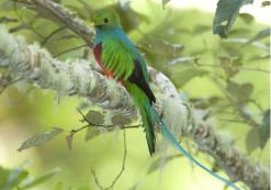 Quetzal bij San Gerardo de Dota