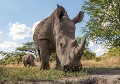 Witte neushoorns Grootfontein