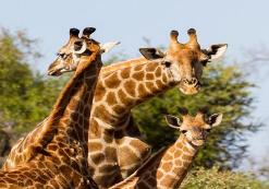 Kruger Nationaal Park