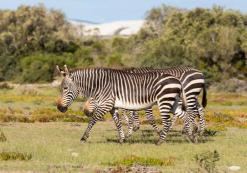 Zebra's