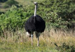 Inkwenkwezi