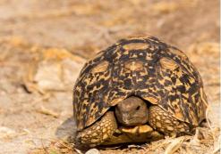 Grootfontein schildpad Grootfontein schildpad