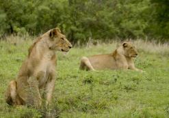 Kruger Nationaal Park