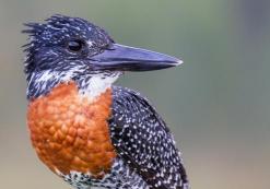 Afrikaanse Reuzenijsvogel