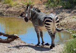 Hobatere Lodge West-Etosha (zebra) Hobatere Lodge West-Etosha (zebra)