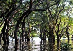 Flooded forest