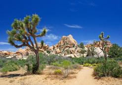Joshua Tree NP Joshua Tree NP