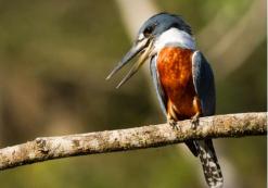 Caño Negro ijsvogel Caño Negro ijsvogel
