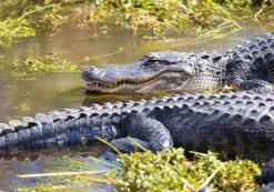 Everglades National Park Alligators in Everglades NP