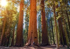 Sequoia Nationaal Park Sequoia Nationaal Park