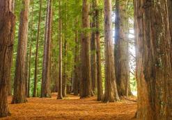 Redwood NP
