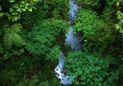 Rivier in het nevelwoud van Monteverde
