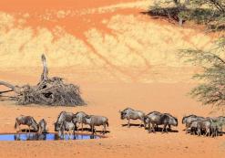 Kalahari Wildebeest Kalahari Wildebeest