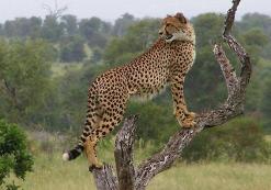Kruger Nationaal Park