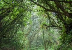 Het nevelwoud van Monteverde