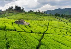 Theeplantage in Bandung