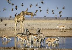 Drinkplaats in Etosha NP