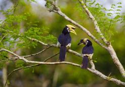 Neushoornvogels in Khao Yai Nationaal Park