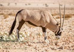 Aus spiesbok Aus spiesbok