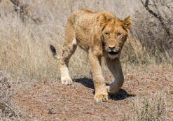 Kruger Nationaal Park