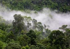 San Rámon nevelwoud