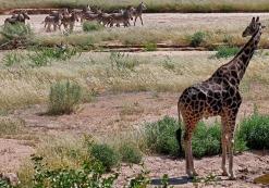 Hobatere Lodge West-Etosha (giraf) Hobatere Lodge West-Etosha (giraf)
