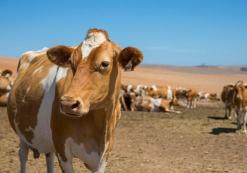 Koeien op de boerderij