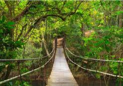Loopbrug in Khao Yai Nationaal Park