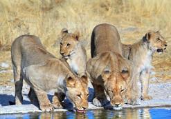Etosha Nationaal Park Leeuwinnen