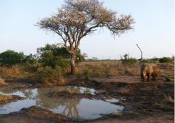 Mkhaya Nationaal Park
