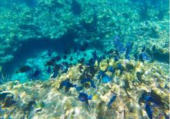 Snorkelen bij Key West