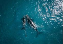 Walvis
