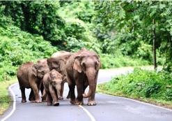 Khao Yai Nationaal Park