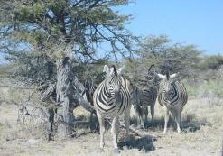 Zebra's in Etosha NP