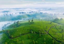Theeplantage in Bandung