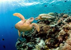 Mabul Island Scuba Diving Mabul Island Scuba Diving