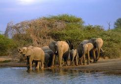 Kruger Nationaal Park