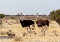 Etosha struisvogels Etosha struisvogels