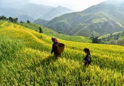 Rijstveld in Sapa