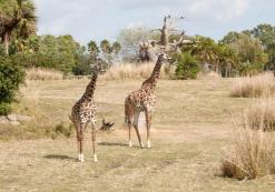 Disney’s Animal Kingdom