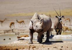 Etosha Nationaal Park