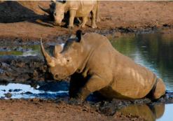 Mkhaya Nationaal Park