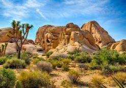 Joshua Tree Nationaal Park