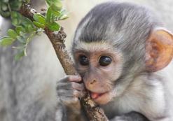 Addo Nationaal Park
