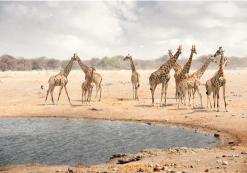 Giraffen bij een drinkplaats